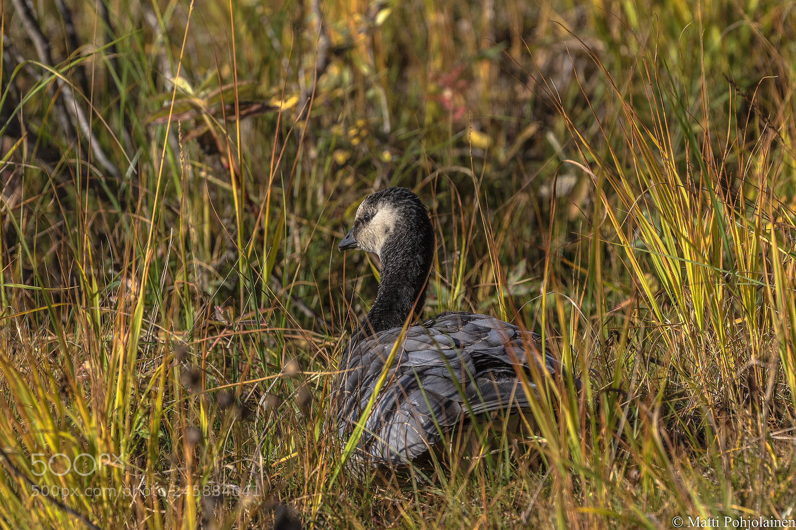 Canon EOS 7D Mark II sample photo. Goose photography