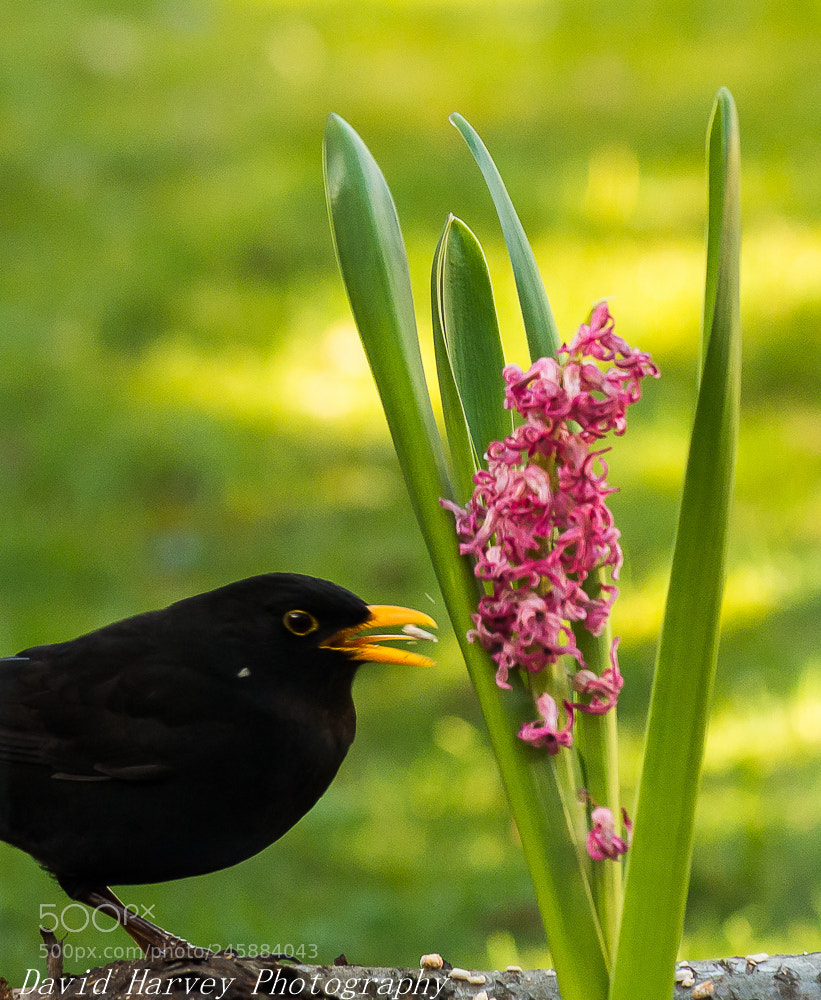 Nikon D7200 sample photo. Blackbird through my patio photography