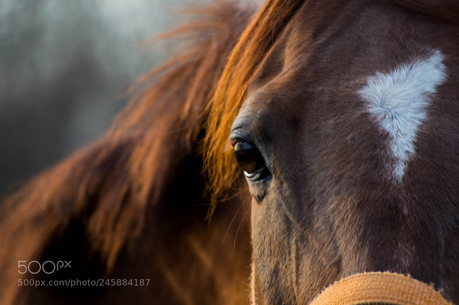 Nikon D3200 sample photo. Eye photography