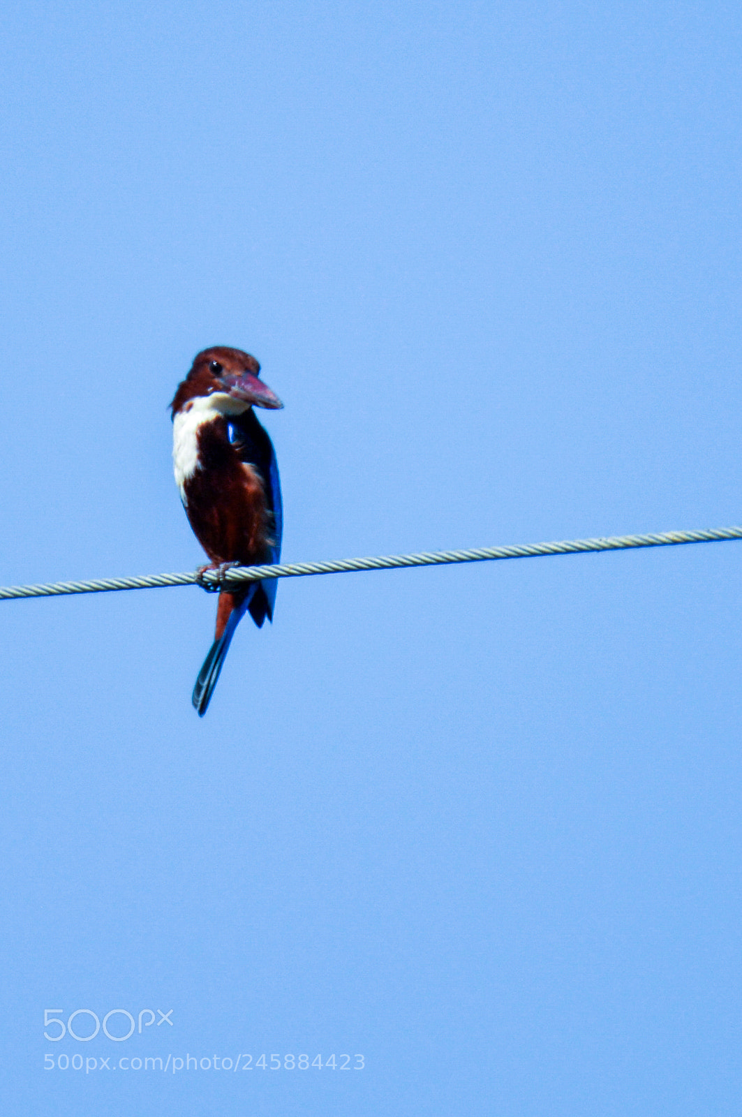 Nikon D5200 sample photo. Bird photography