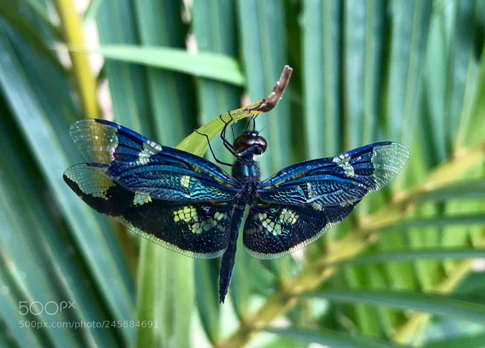 Apple iPhone 8 Plus sample photo. Drakaris a dragon fly photography