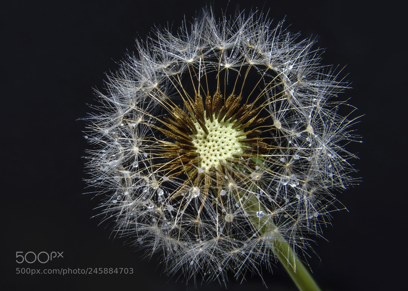Sony a6300 sample photo. Spring is coming .. photography