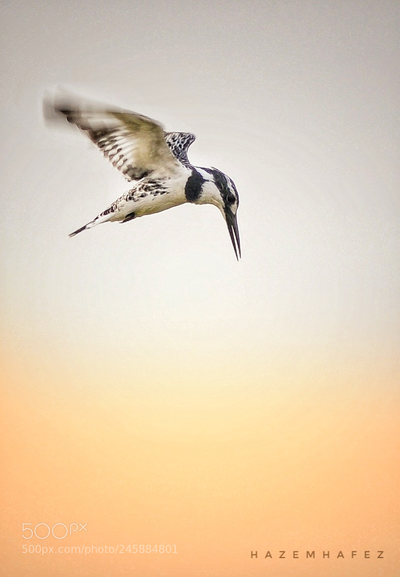 Nikon D610 sample photo. Kingfisher in action .. photography