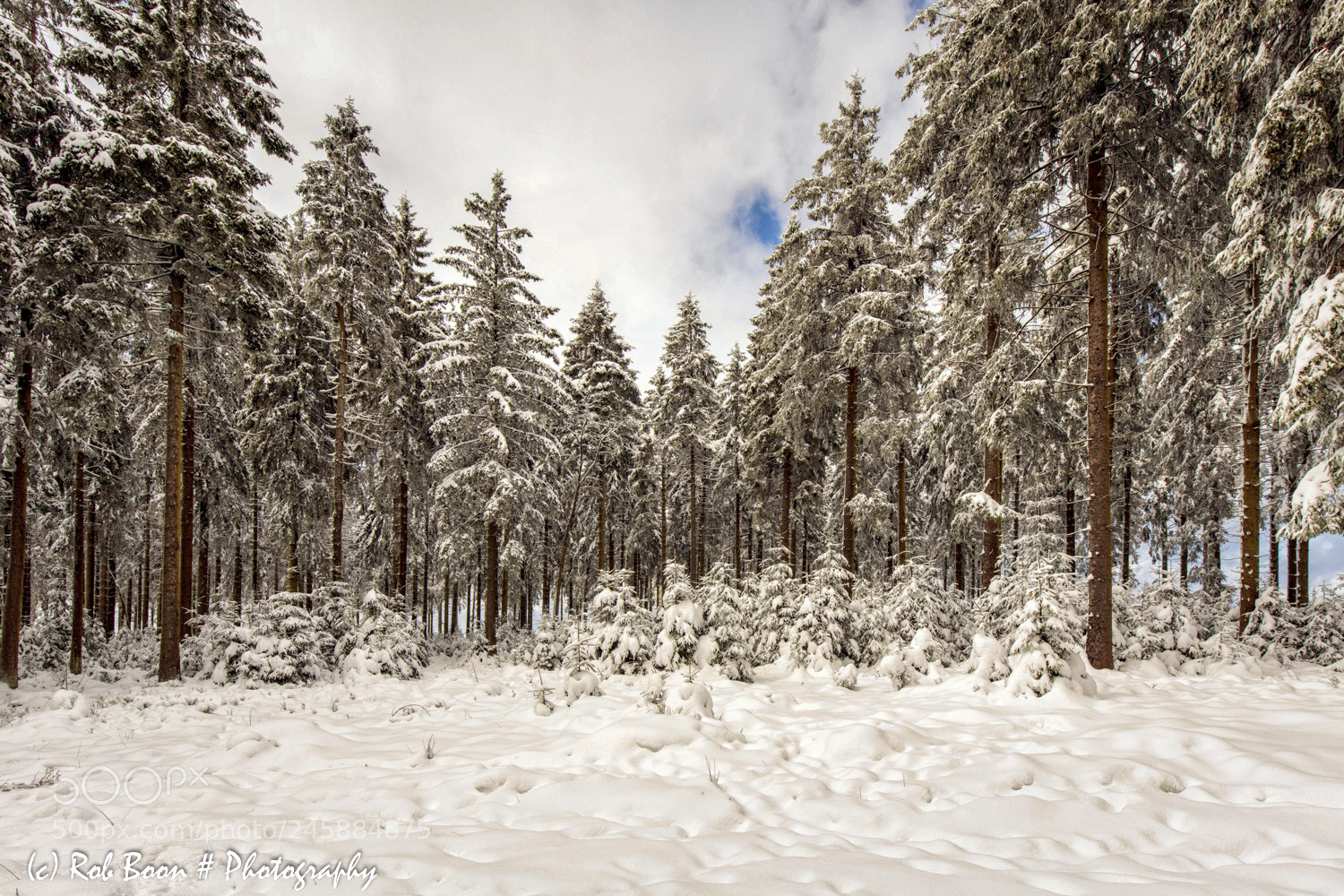 Canon EOS 5DS sample photo. Winter @ botrange 1 photography