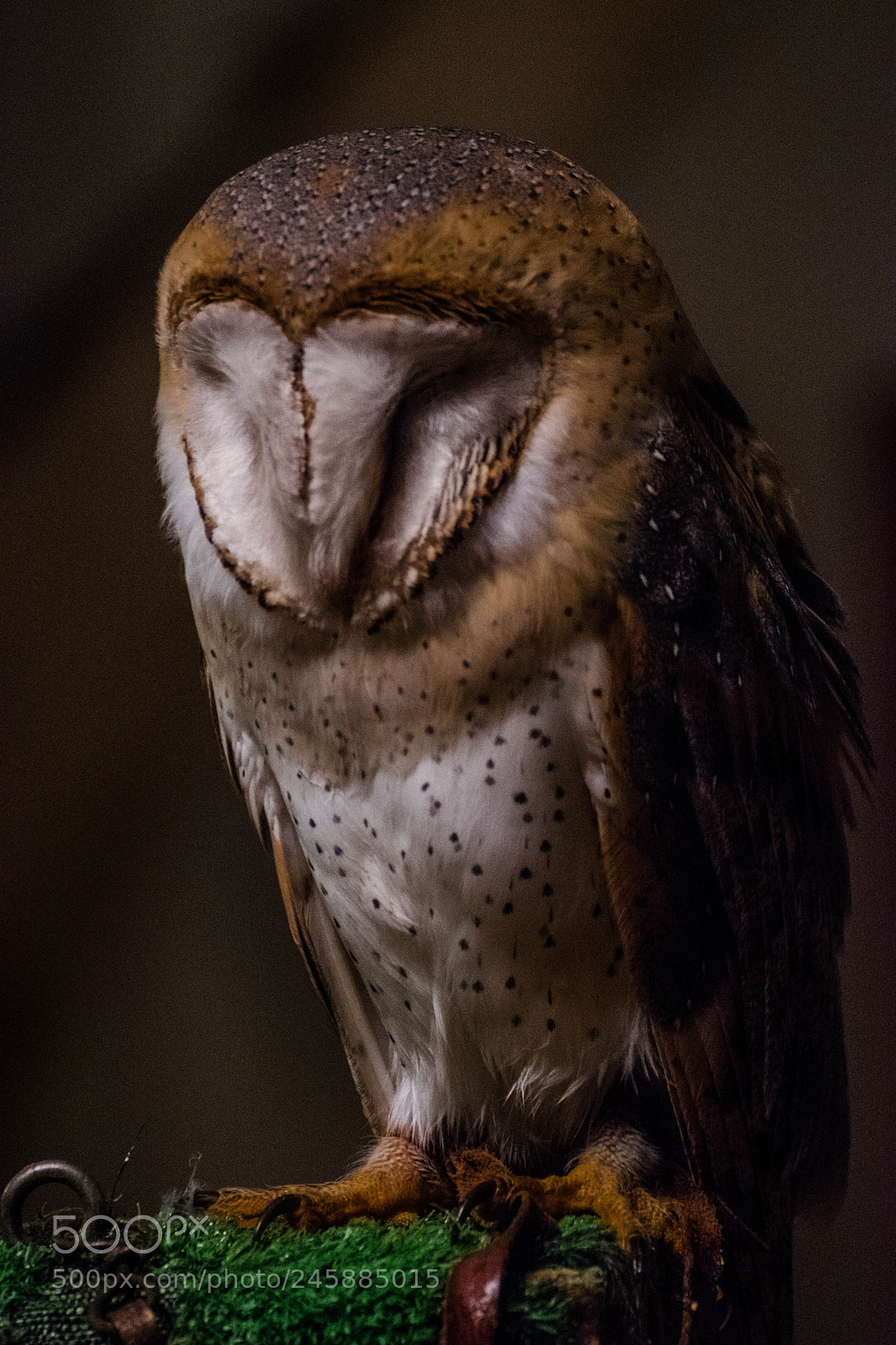 Nikon D5500 sample photo. Amh photography