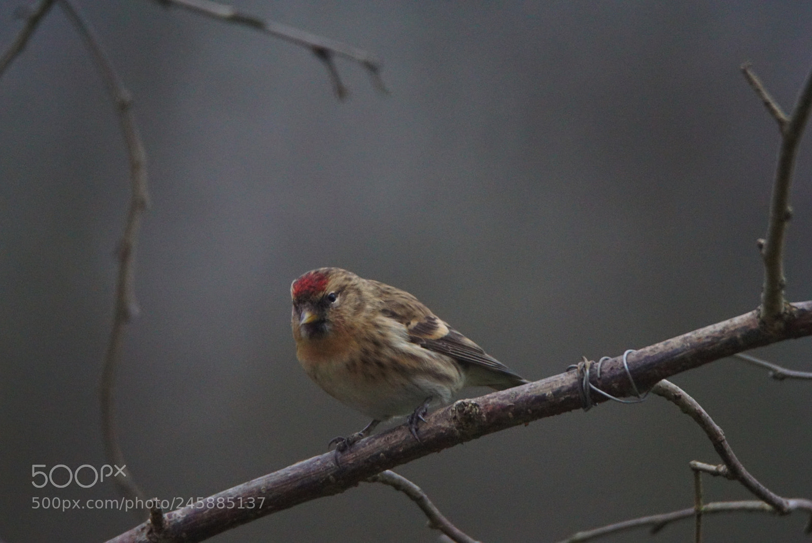 Sony ILCA-77M2 sample photo. Lesser redpoll photography