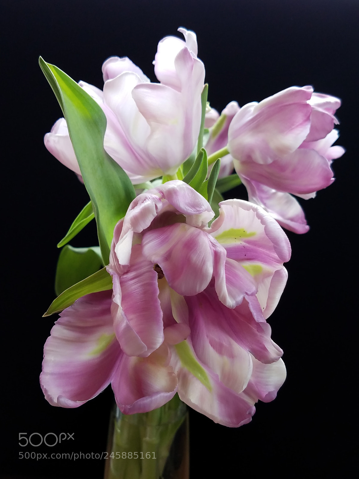 Samsung Galaxy S7 sample photo. Parrot tulips photography