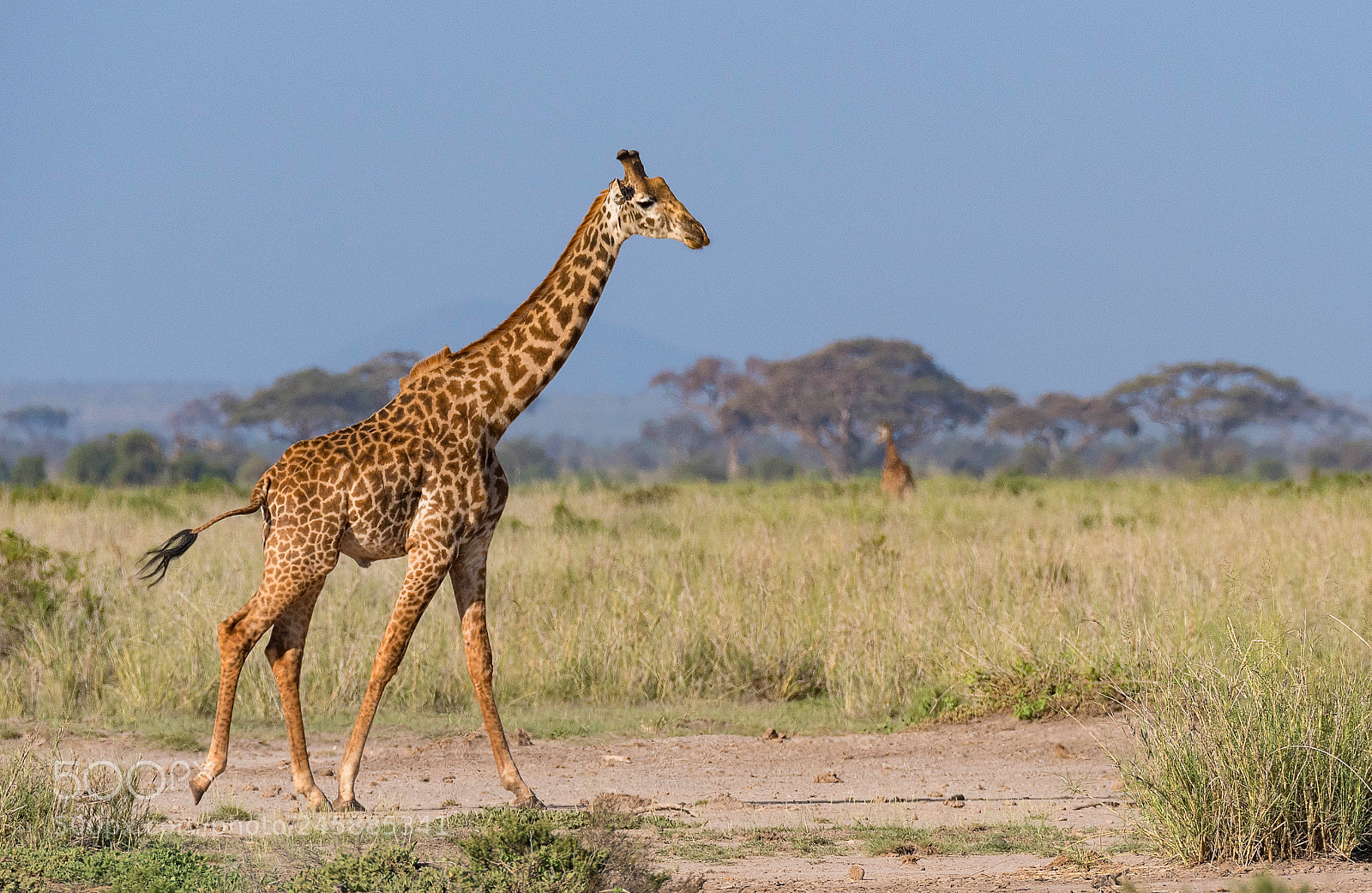 Nikon D500 sample photo. Running masai giraffe photography
