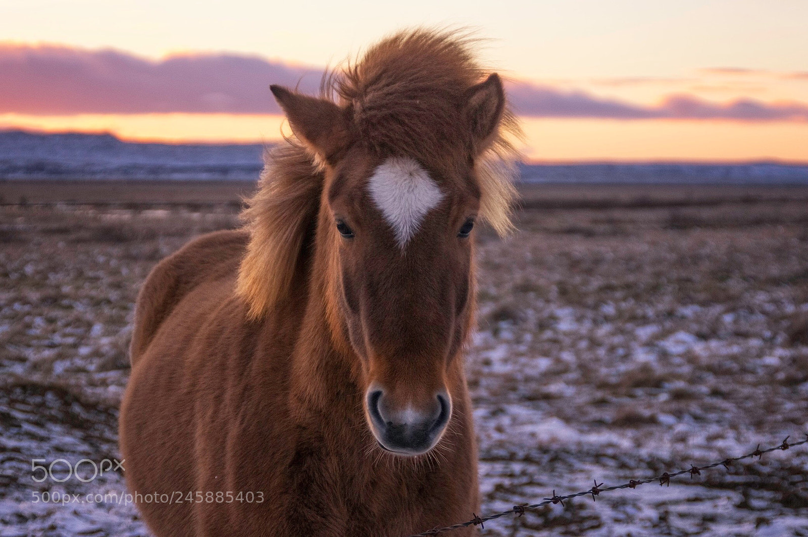 Pentax K-3 sample photo. Horsing around at sunrise photography