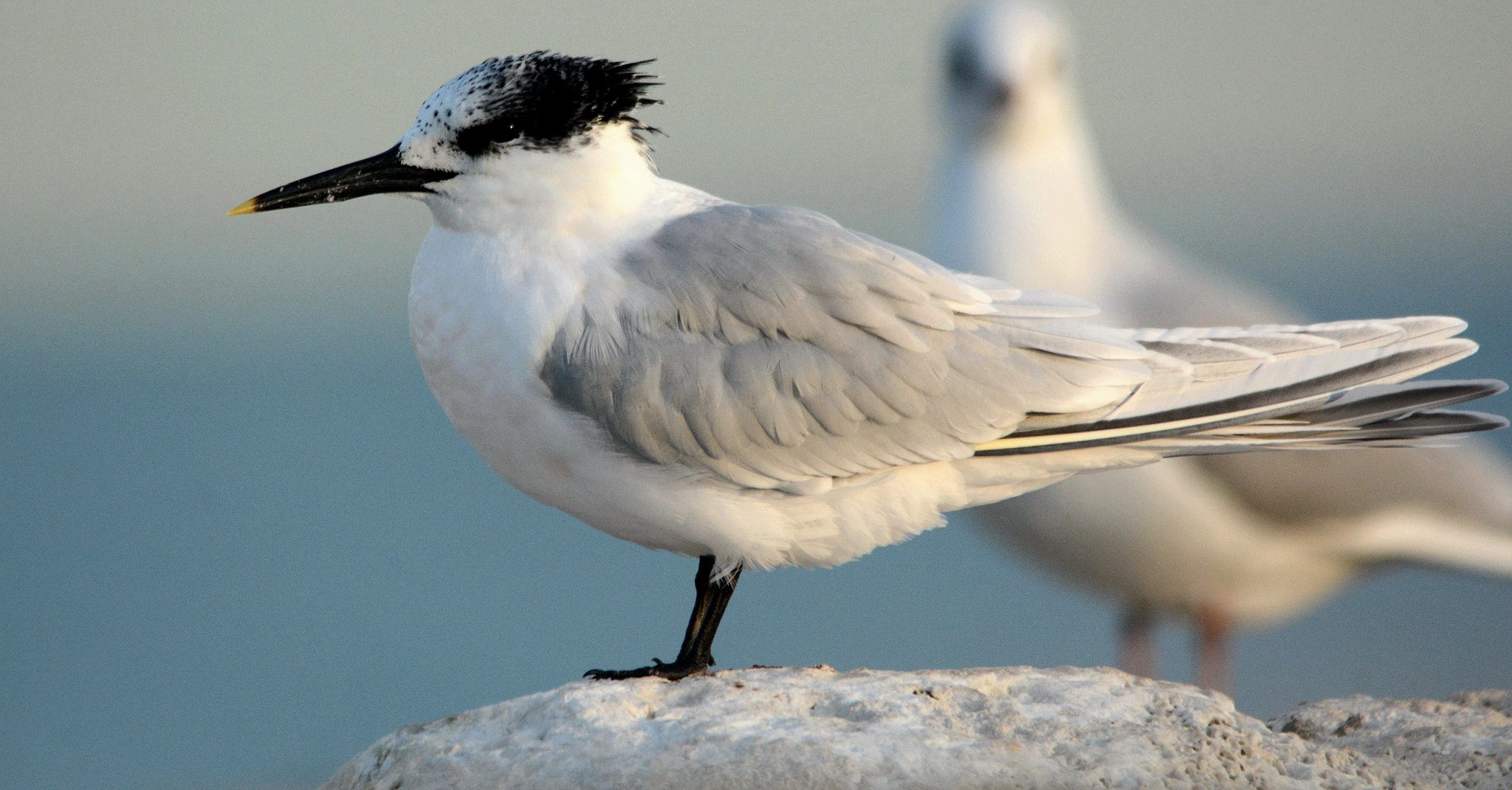 Nikon D7100 + Sigma 150-500mm F5-6.3 DG OS HSM sample photo. Sandwich tern photography