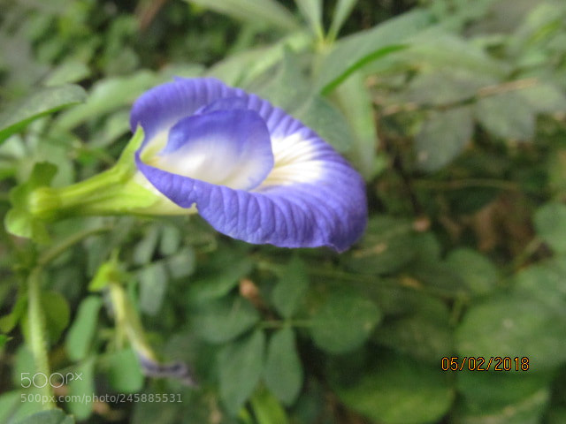 Canon PowerShot SX150 IS sample photo. The perfect mixture. photography