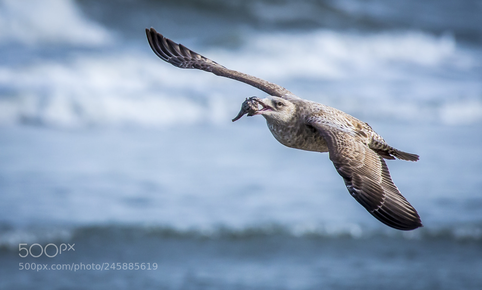 Nikon D610 sample photo. Herring gull flying with photography