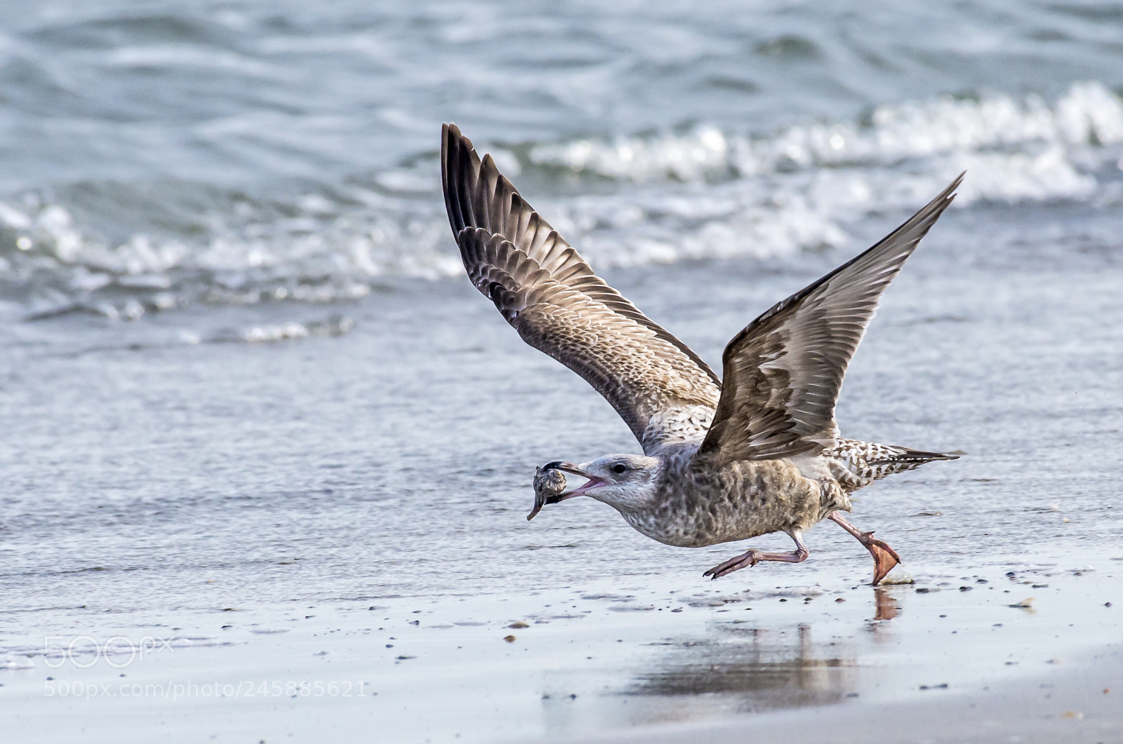 Nikon D610 sample photo. Herring gull with conch photography
