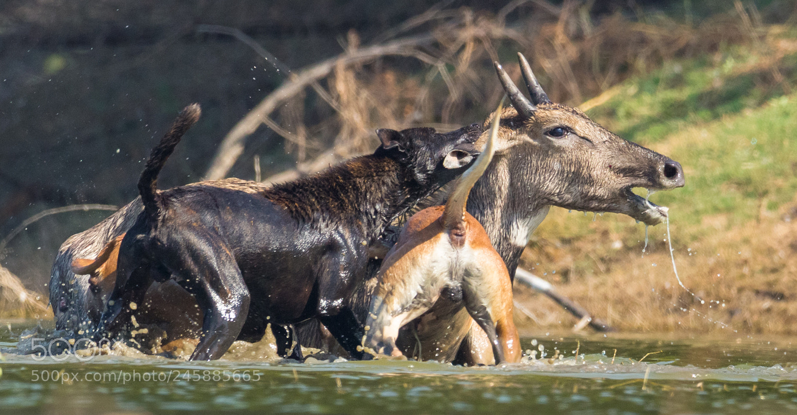 Canon EOS 700D (EOS Rebel T5i / EOS Kiss X7i) sample photo. Wildlife photography