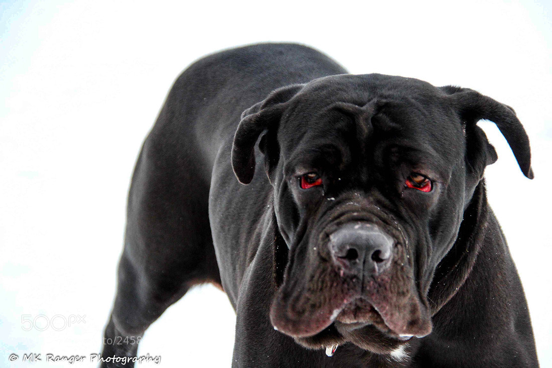 Canon EOS 60D sample photo. Untitled photography