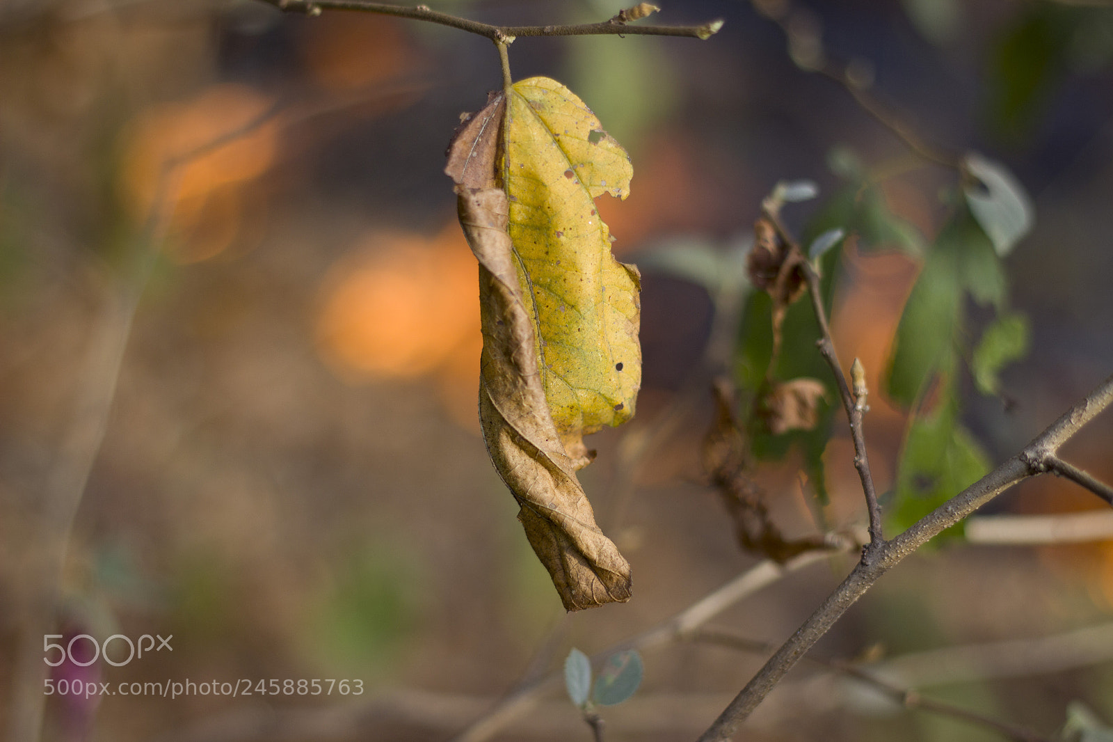 Canon EOS 600D (Rebel EOS T3i / EOS Kiss X5) sample photo. A dry leaf photography
