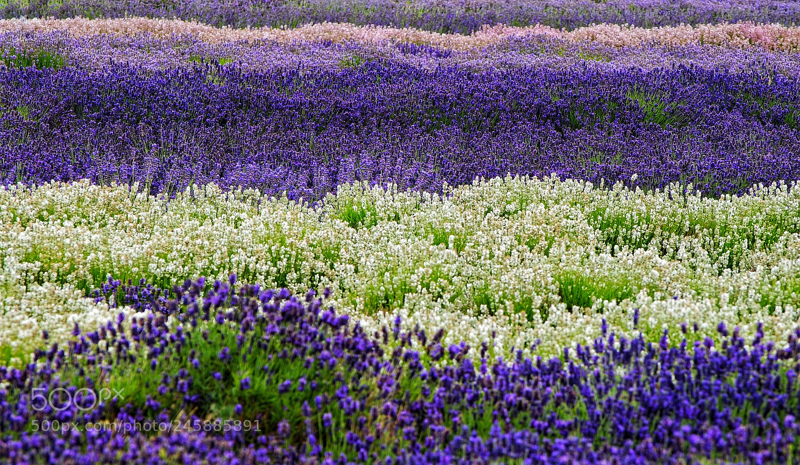 Nikon D3000 sample photo. Snowshill lavender photography