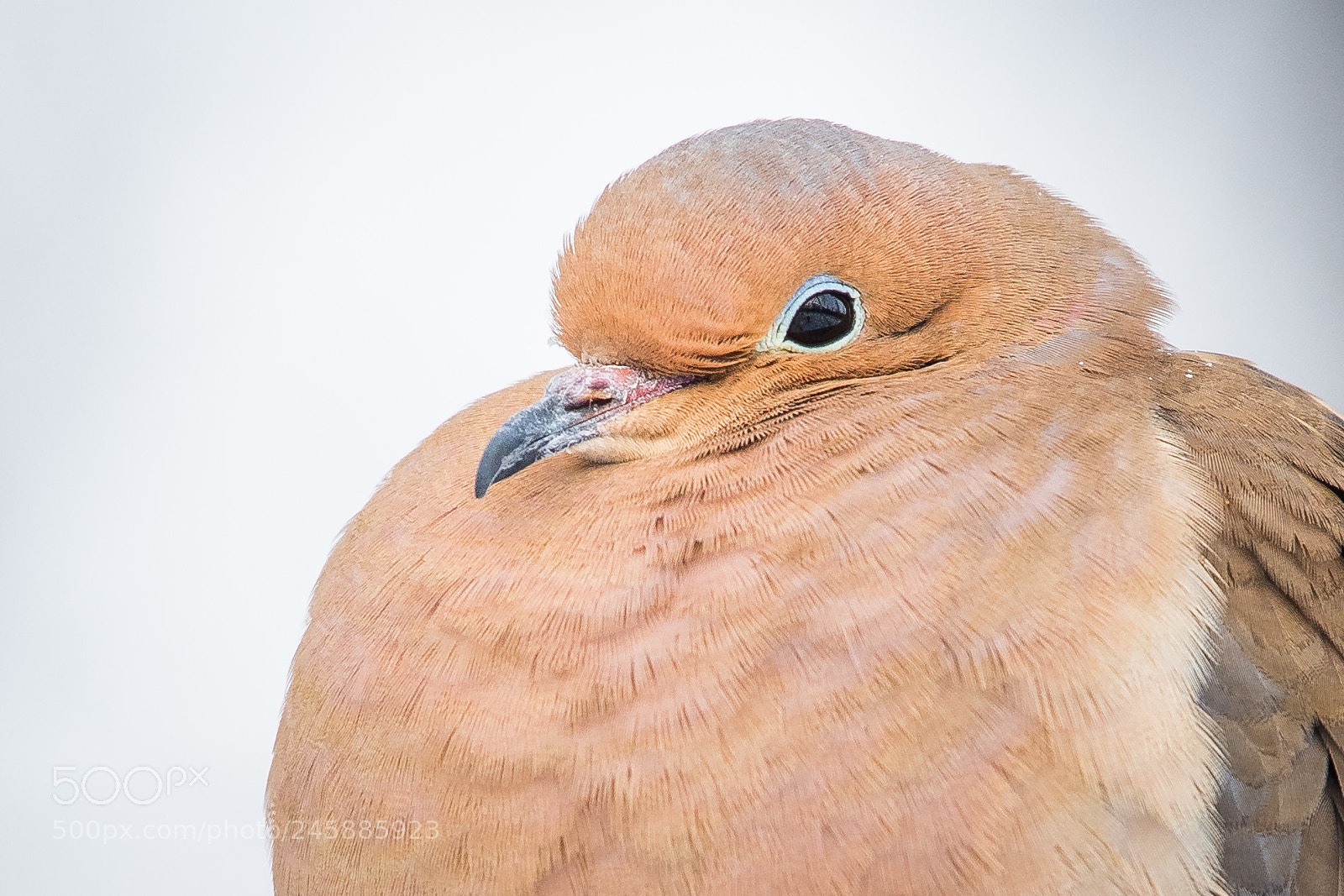 Nikon D500 sample photo. Mourning dove photography