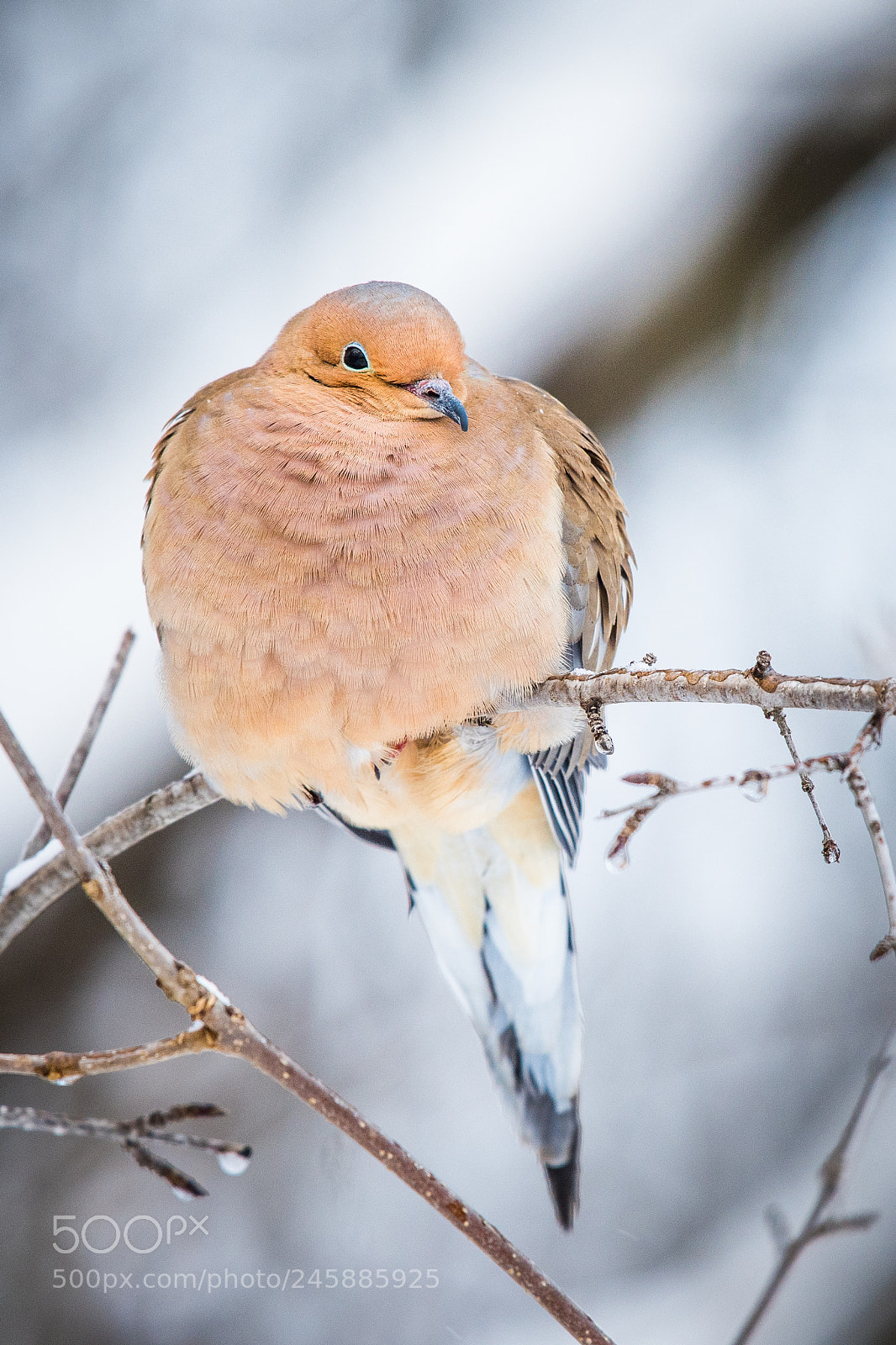Nikon D500 sample photo. Mourning dove photography