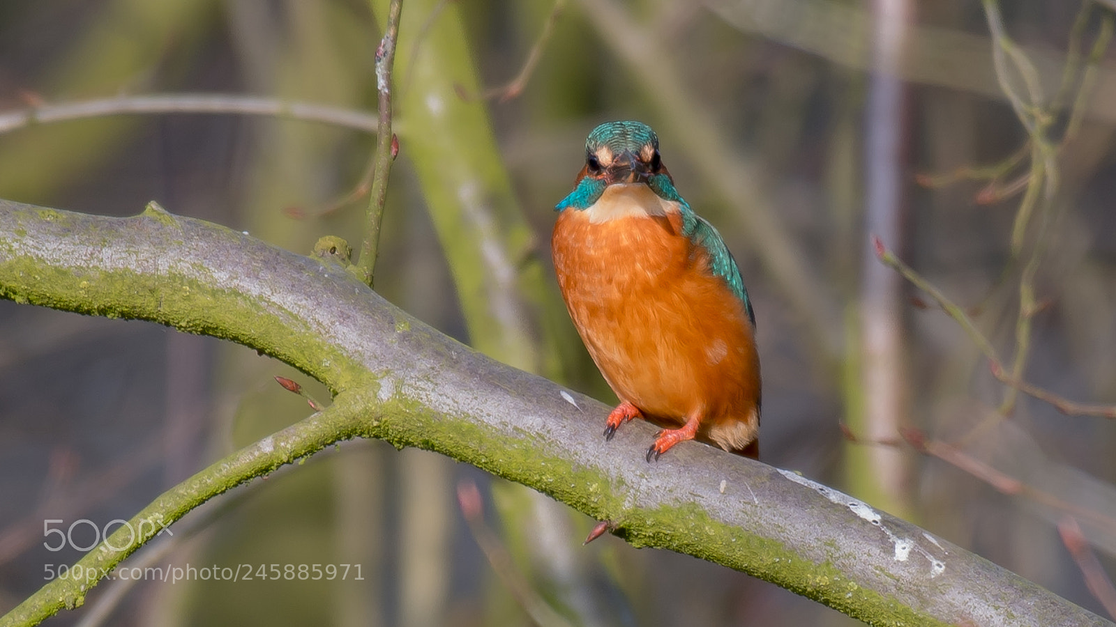 Nikon D500 sample photo. Kingfisher photography
