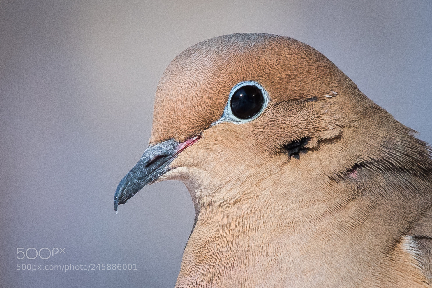 Nikon D500 sample photo. Mourning dove photography