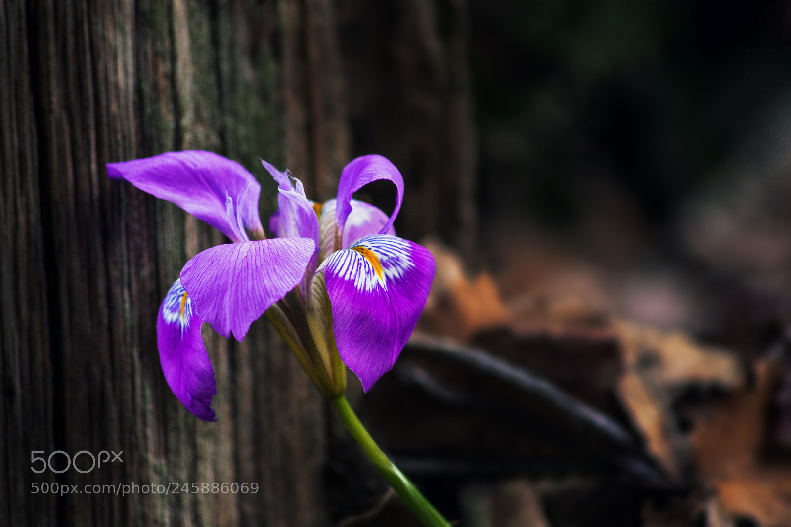 Nikon D300 sample photo. The iris season ! photography