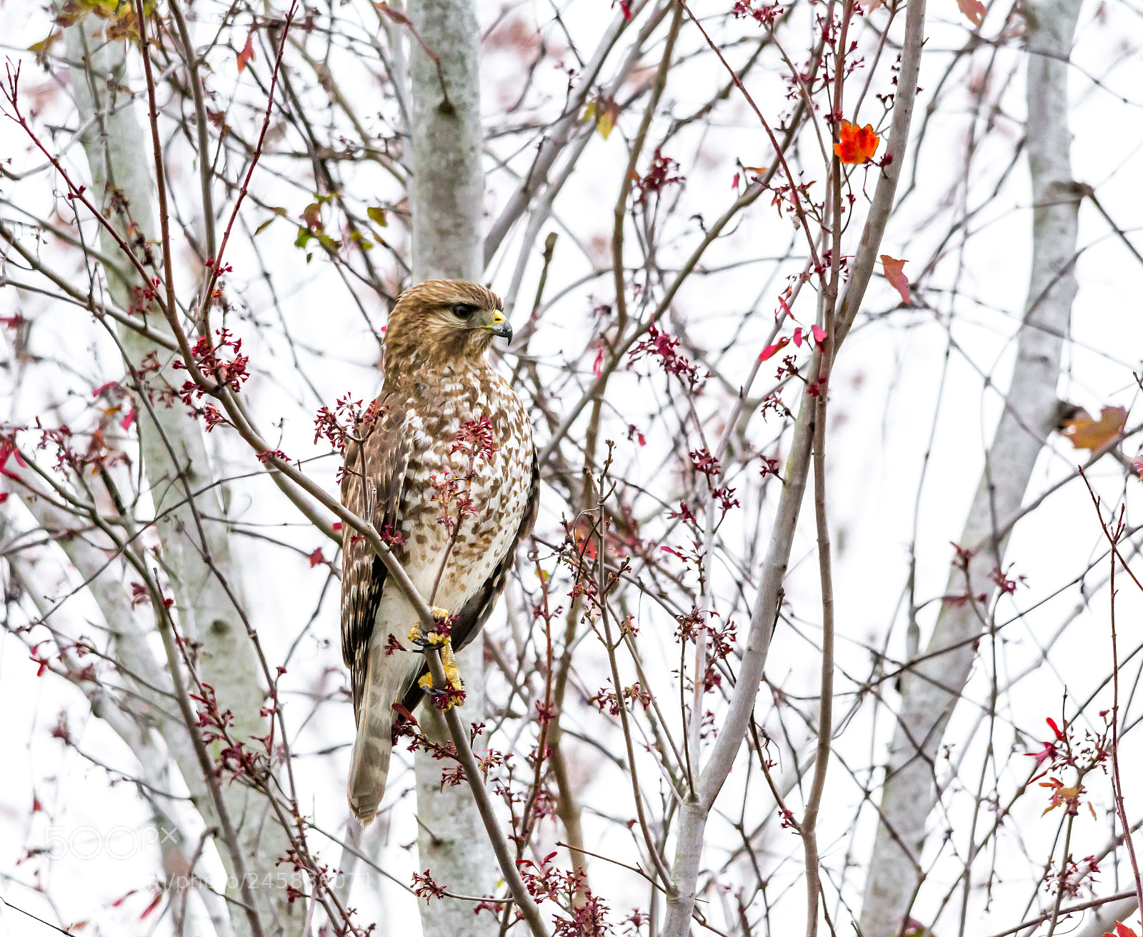 Nikon D7100 sample photo. Red shouldered hawk photography