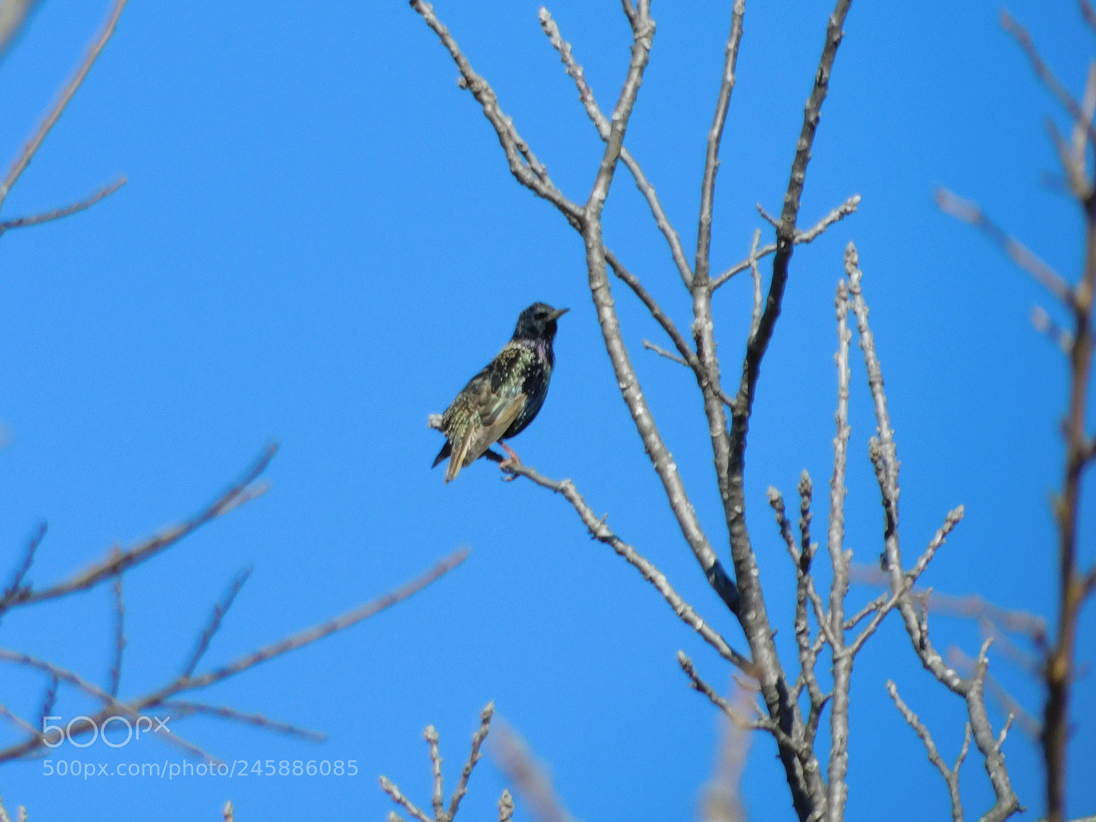 Nikon Coolpix B500 sample photo. Common starling photography