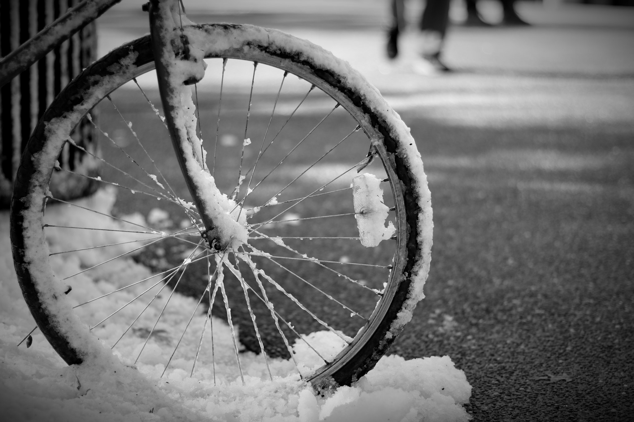 Canon EOS 80D + Canon EF 50mm F1.4 USM sample photo. Wheel'y' photography