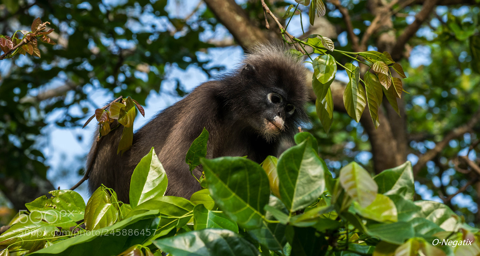 Nikon D850 sample photo. Monkey photography