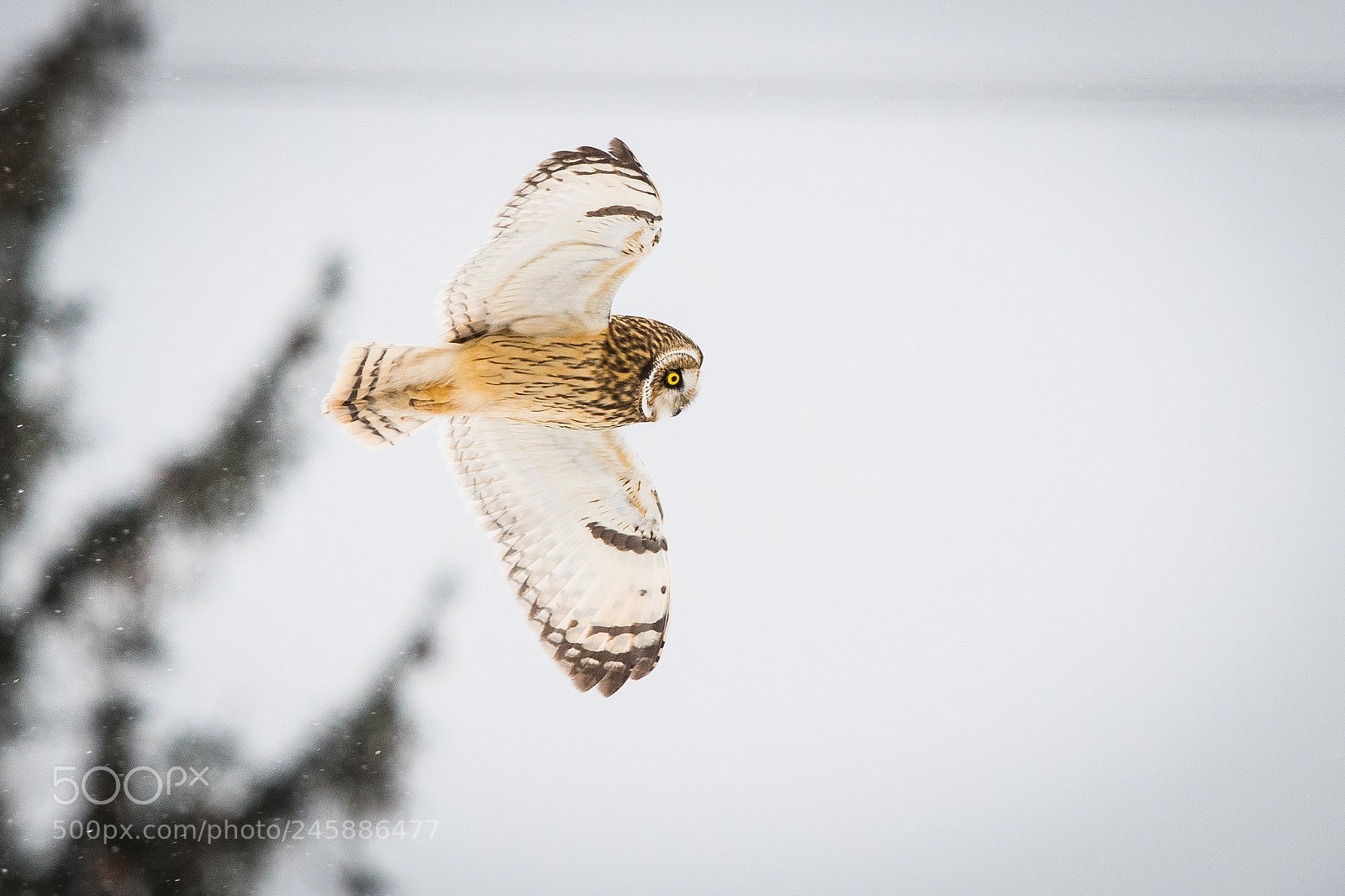 Nikon D500 sample photo. Short-eared owl photography
