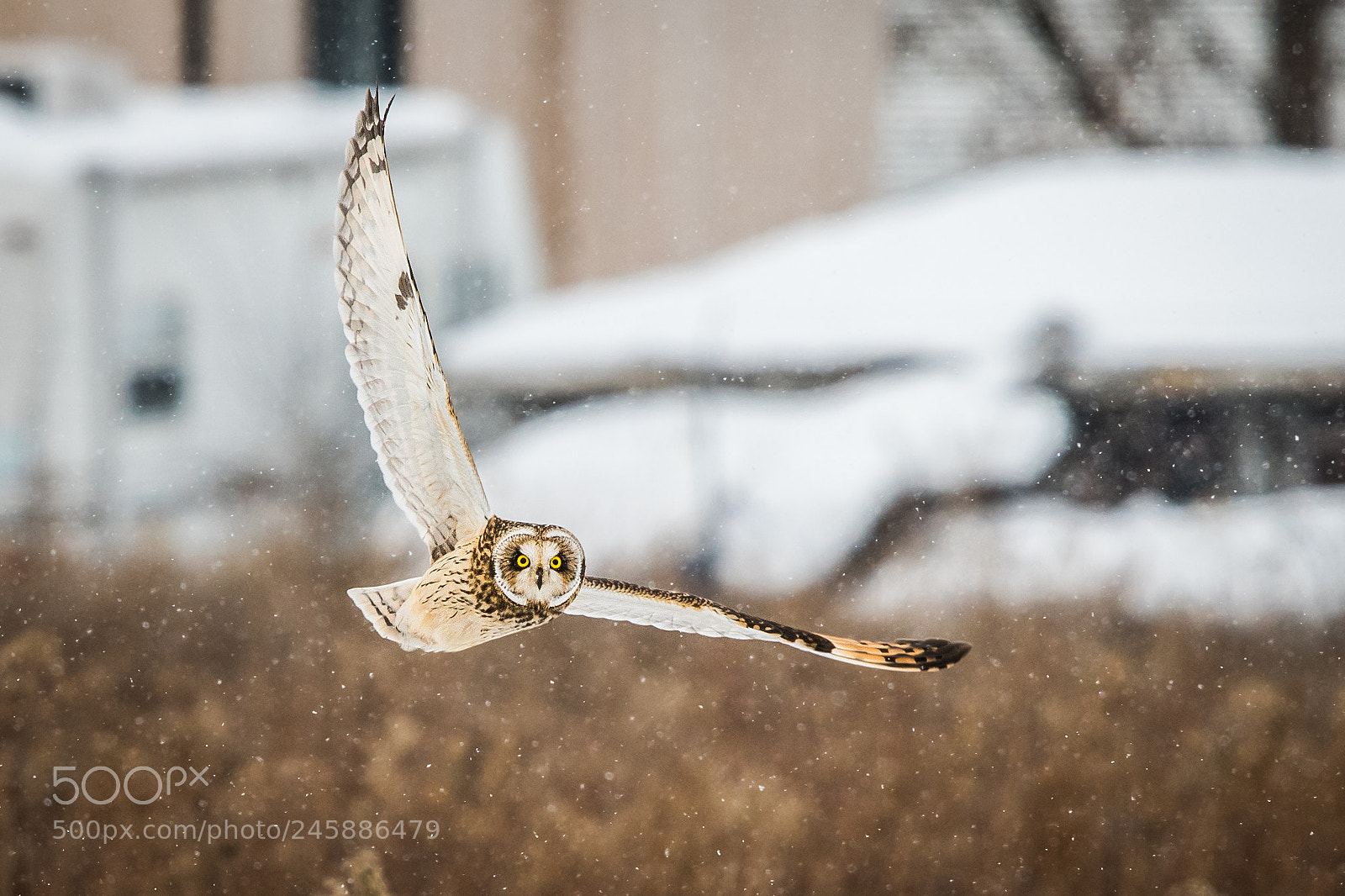 Nikon D500 sample photo. Short-eared owl photography