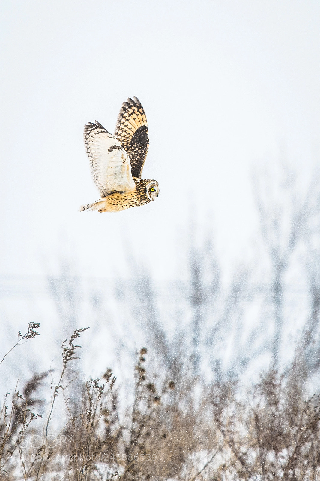 Nikon D500 sample photo. Short-eared owl photography