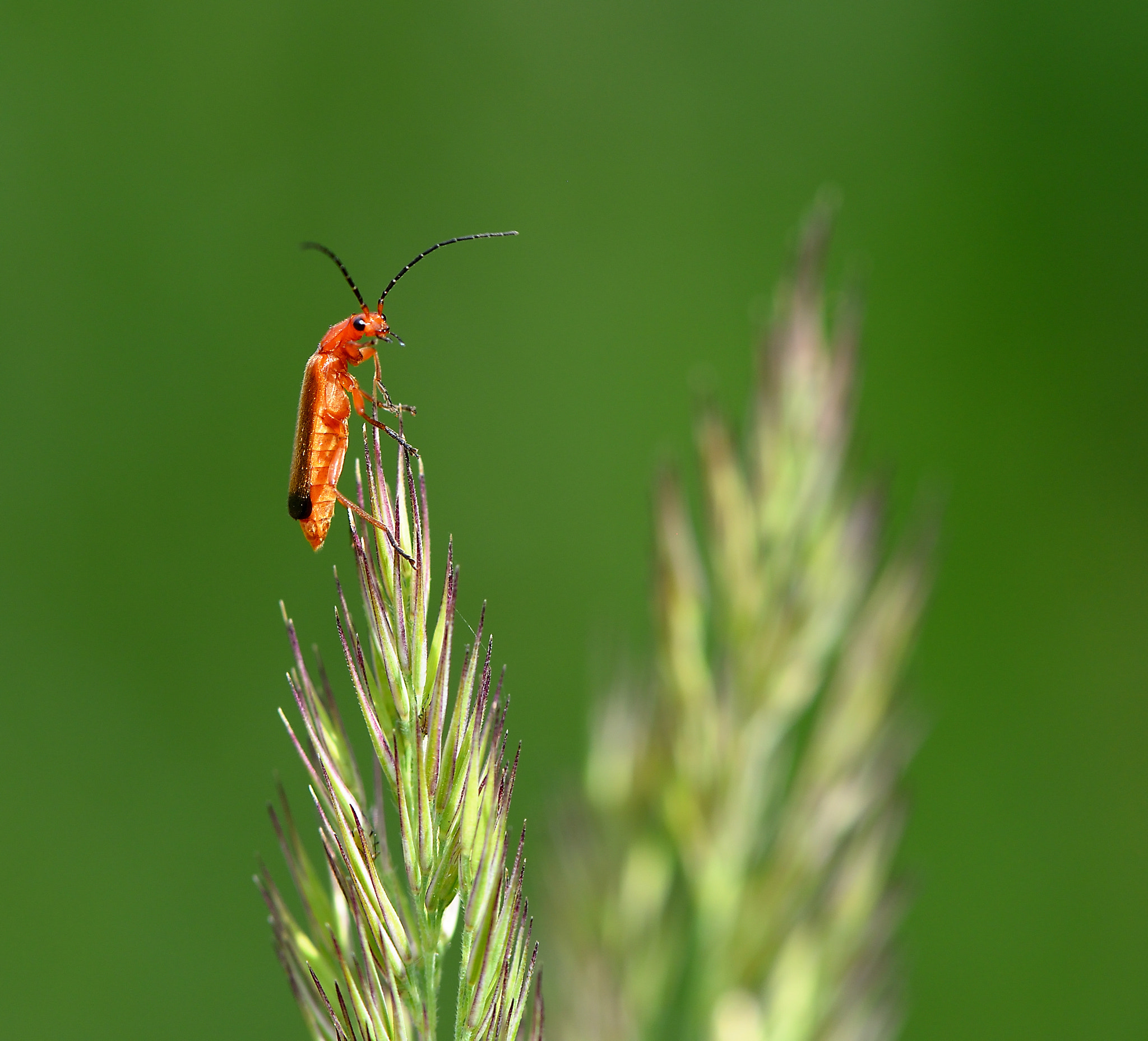 Nikon AF-S Micro-Nikkor 105mm F2.8G IF-ED VR sample photo. Rhagonycha fulva photography