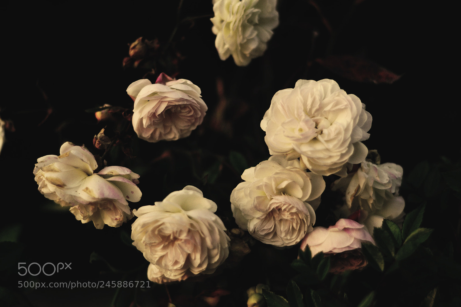 Nikon D3100 sample photo. Flowerbed photography