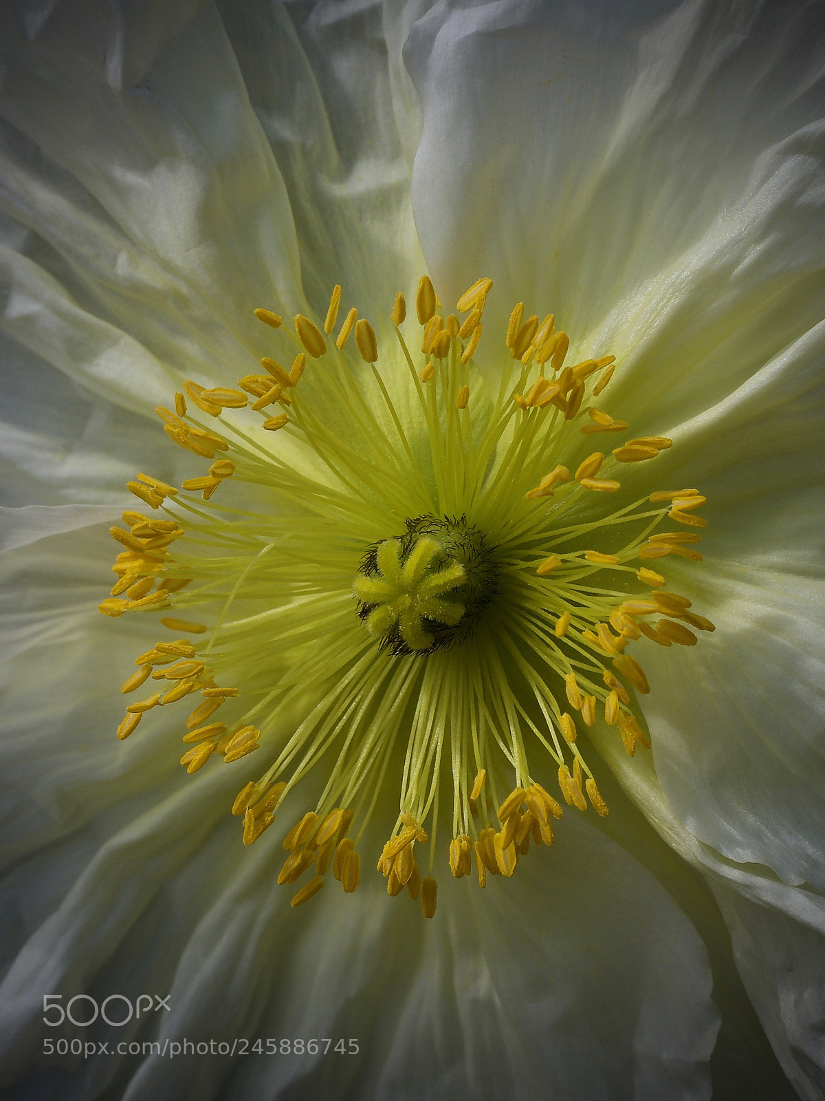 Olympus OM-D E-M5 II sample photo. Golden anemone crown ... photography