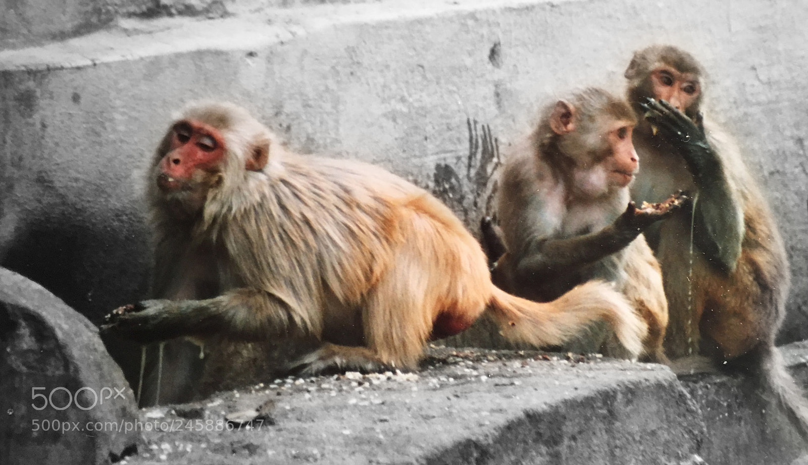 Apple iPhone 6s sample photo. Monkey business photography