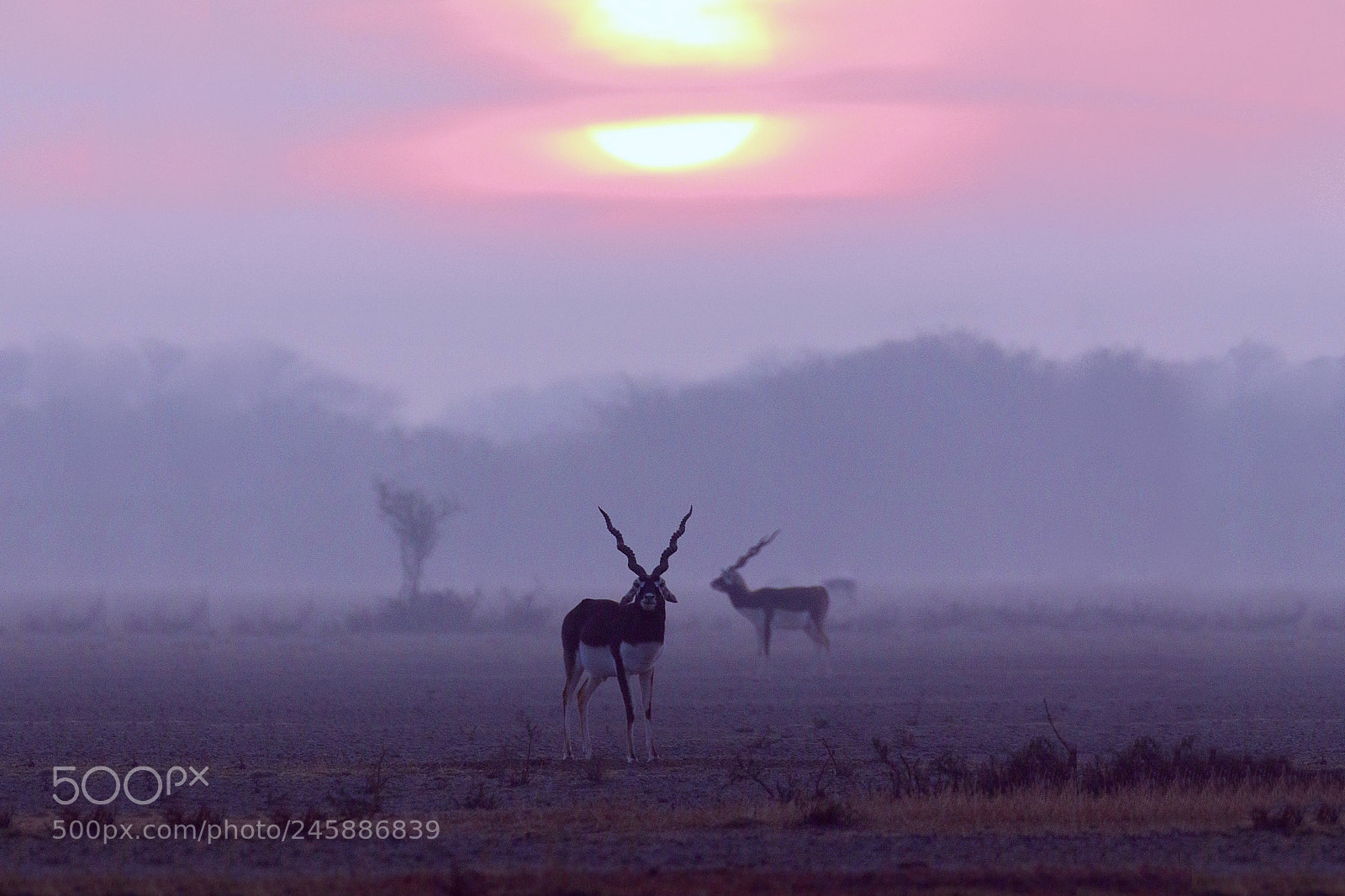 Canon EOS 7D Mark II sample photo. Black buck photography