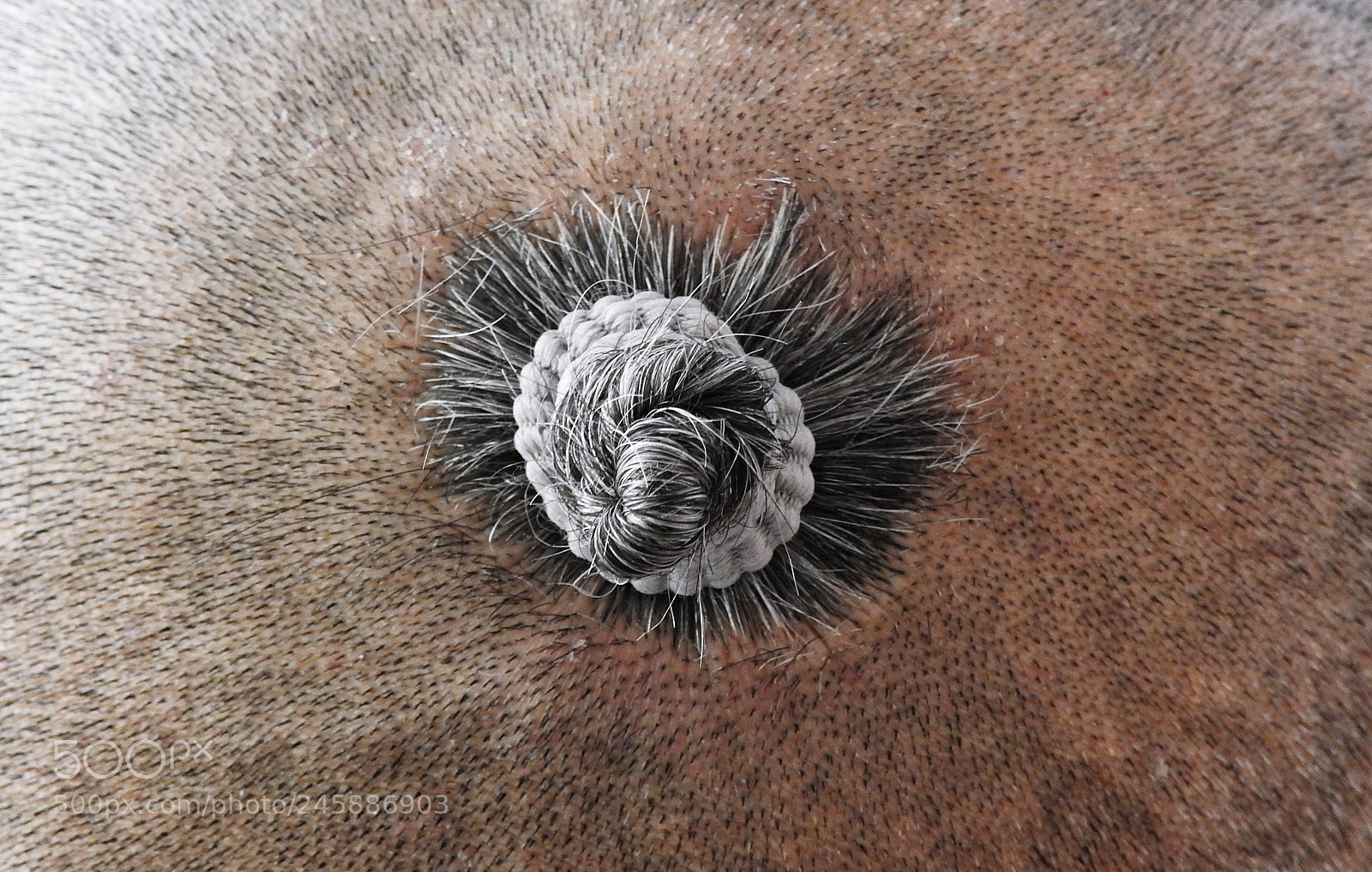 Nikon Coolpix P900 sample photo. Creative head photography