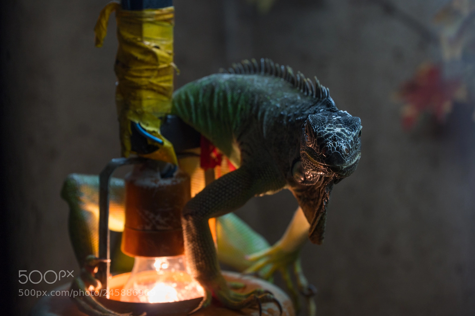 Sony a6500 sample photo. Reptile rises photography