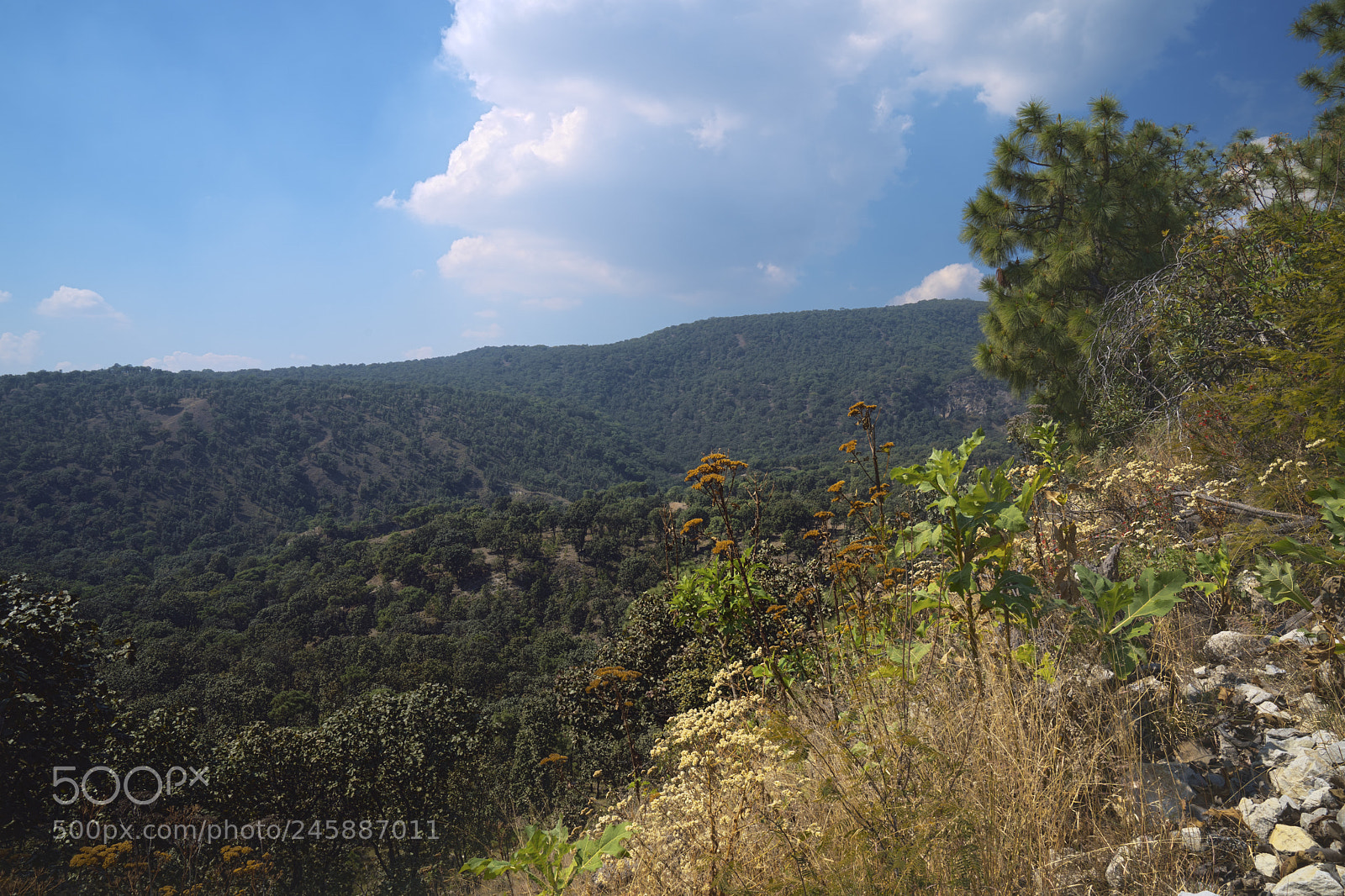 Sony a9 sample photo. Bosque la primavera photography