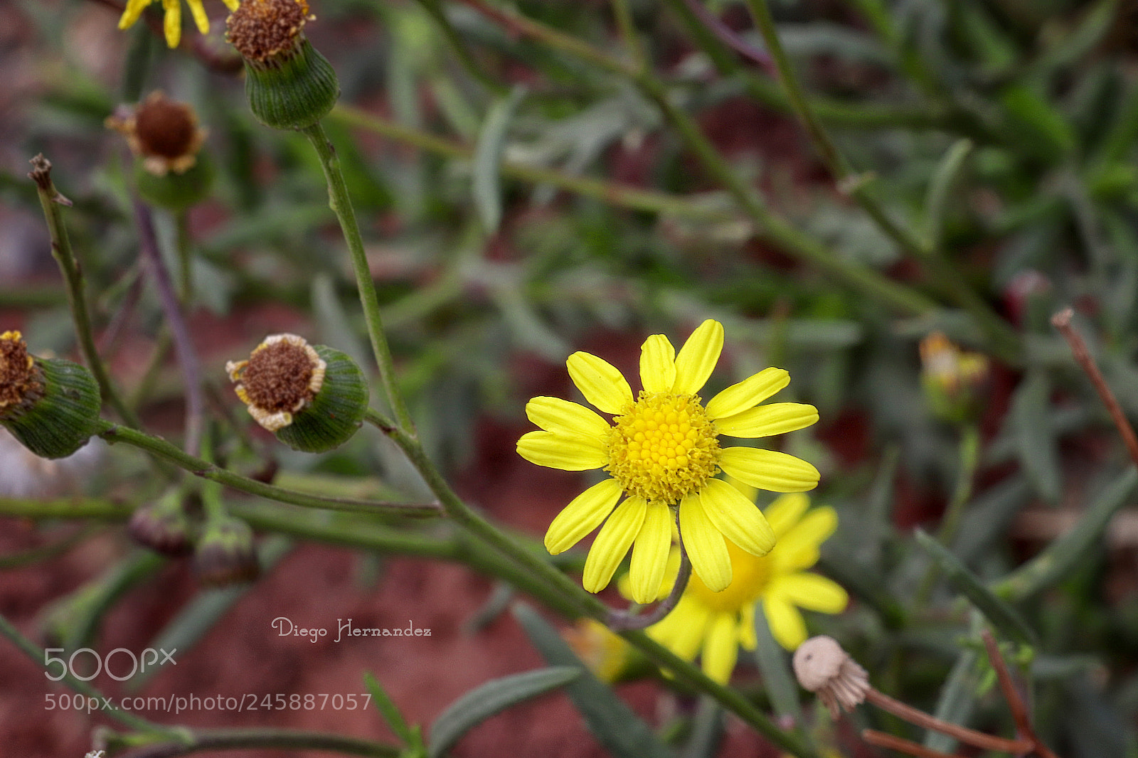 Canon EOS 800D (EOS Rebel T7i / EOS Kiss X9i) sample photo. Little flower photography