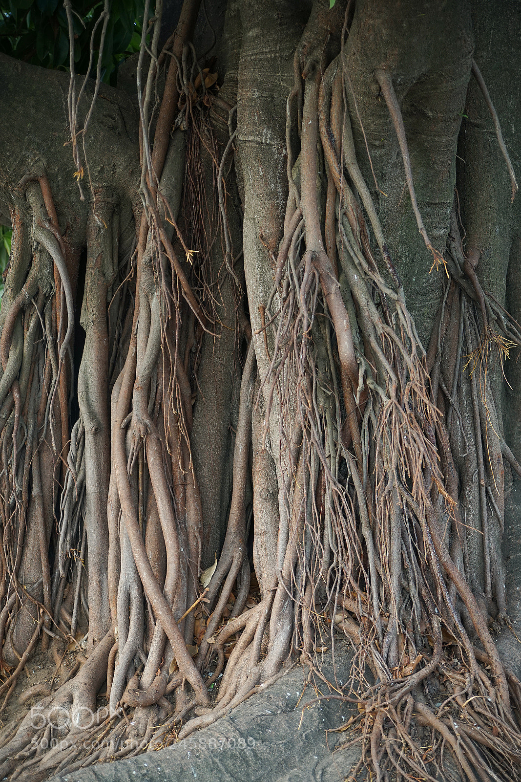 Sony a7 sample photo. 39287657785.jpg photography