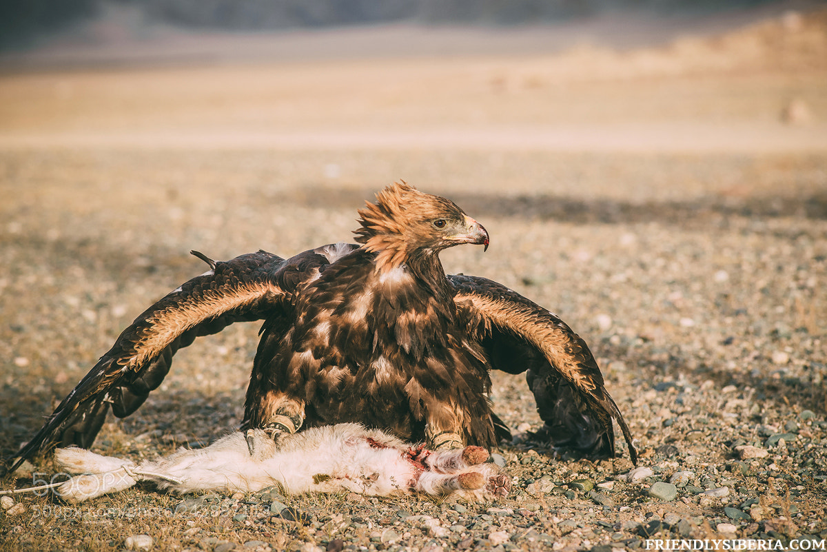 Sony Alpha DSLR-A900 sample photo. Golden eagle. photography