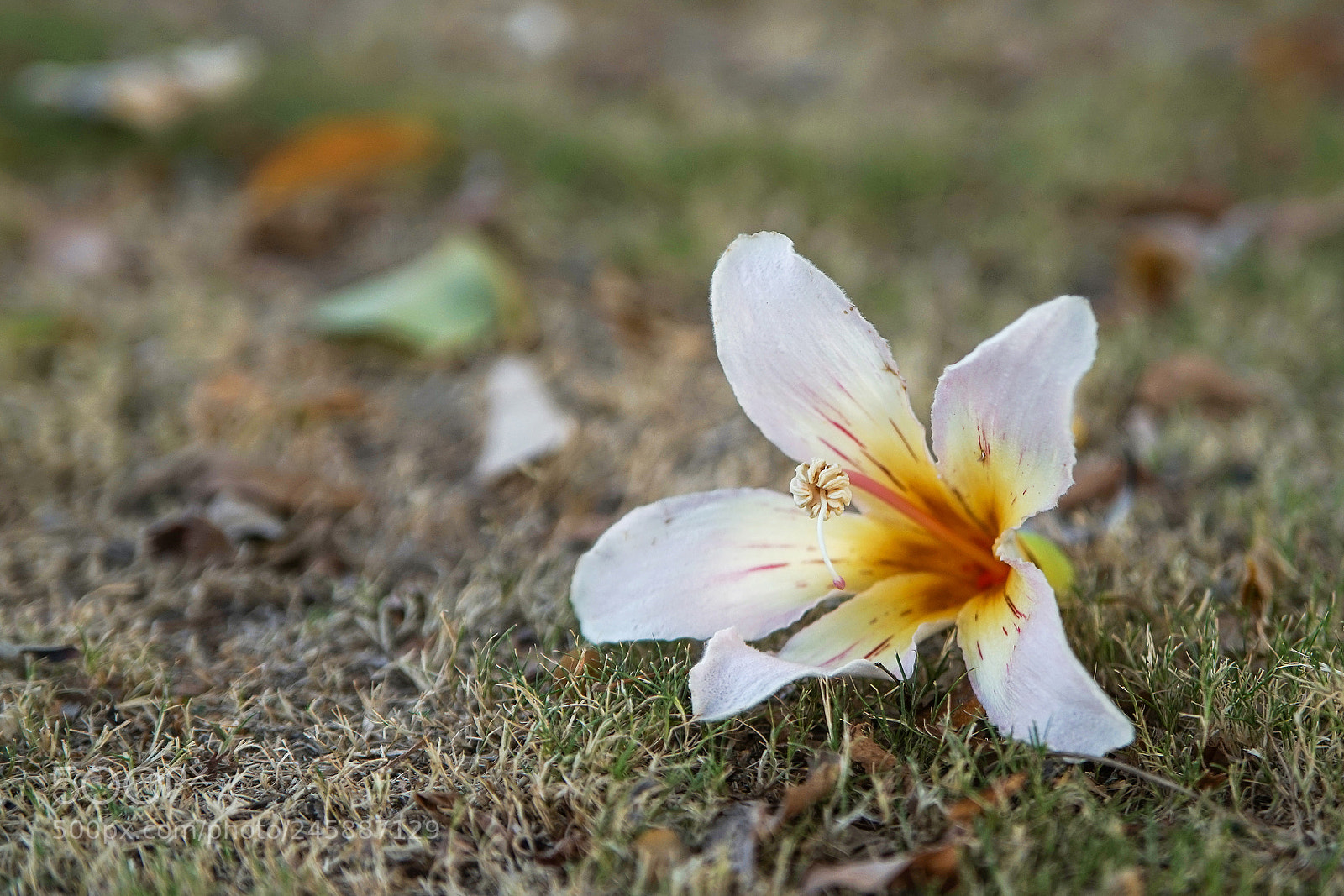 Sony a7 sample photo. 39474450494.jpg photography