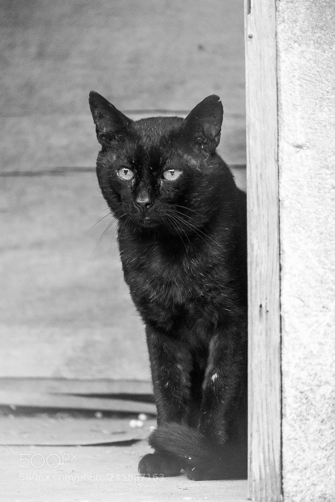 Nikon D7200 sample photo. 25227103867.jpg photography
