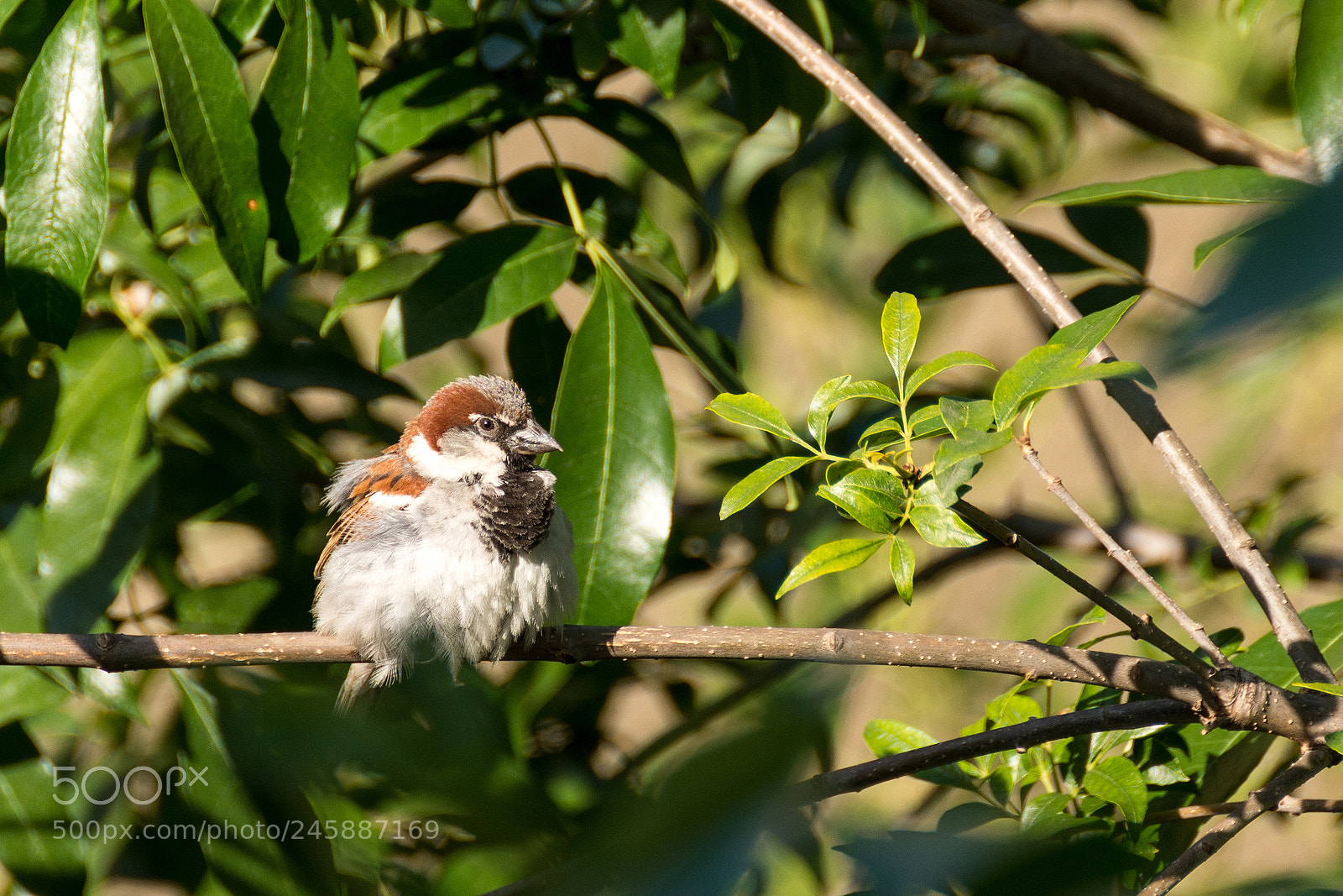 Nikon D7200 sample photo. 25085581467.jpg photography