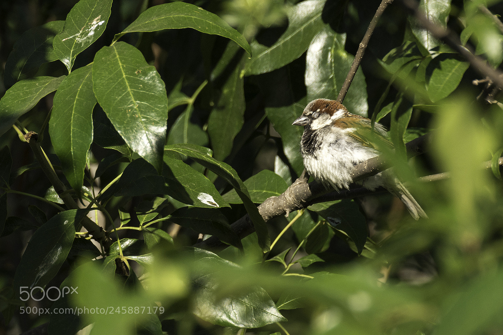 Nikon D7200 sample photo. 39246569864.jpg photography