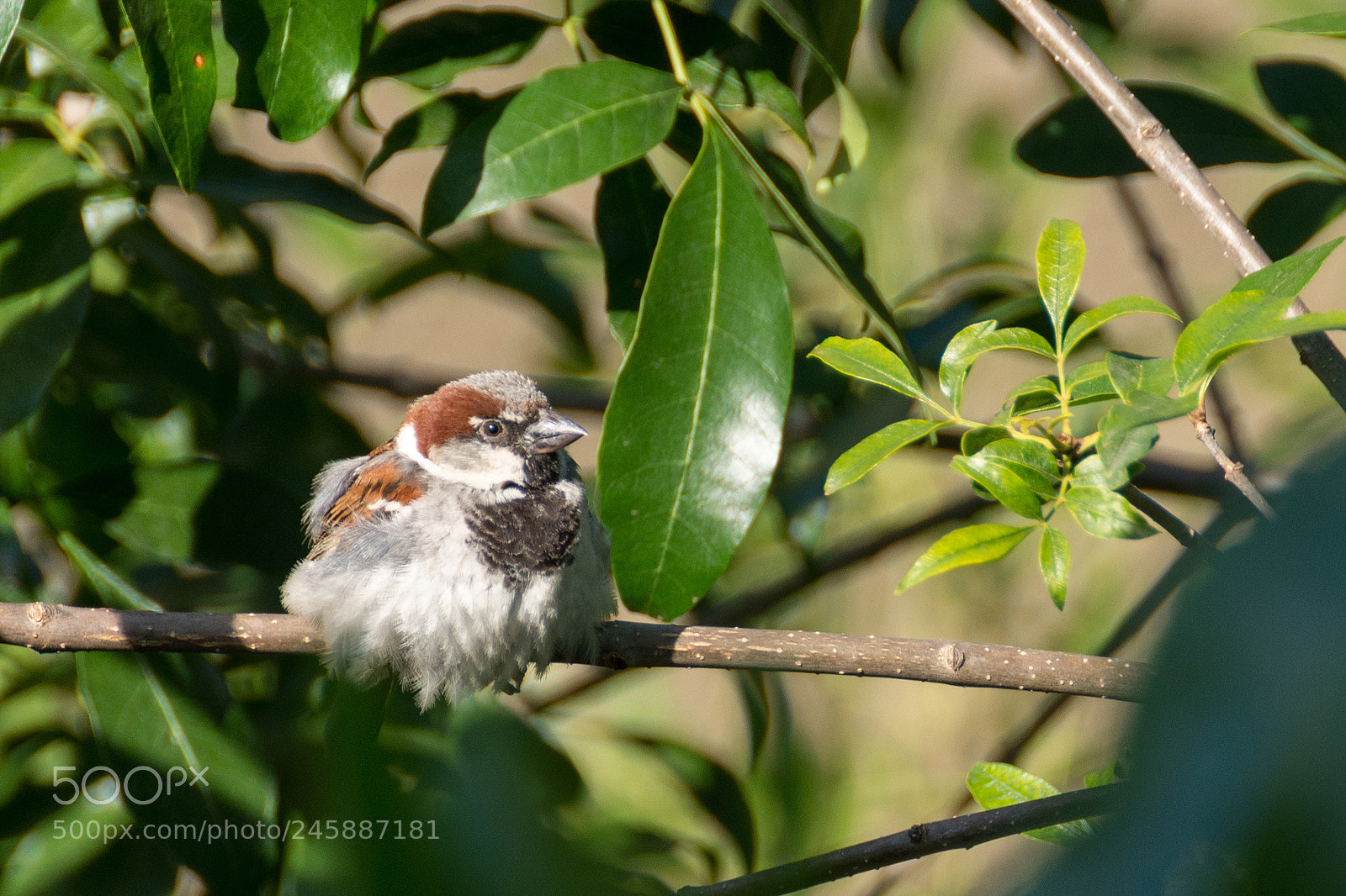Nikon D7200 sample photo. 25085597117.jpg photography