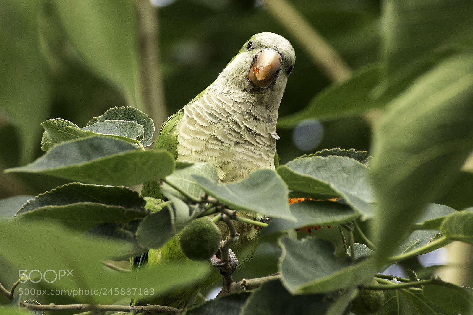 Nikon D7200 sample photo. 28176839649.jpg photography